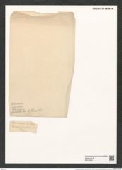Actinoptychus seductilis A. schm. (de-Toni-Nr.: Genus 227, Species 5586) Zeichnungen Sammlung Grunow (NHMW-BOT-W0379454)
